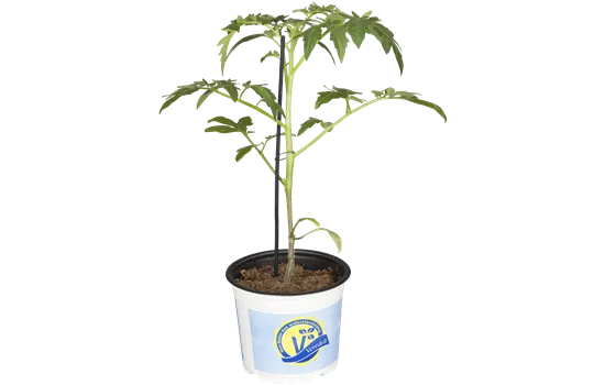 Fleischtomate 'Buffalo Steak'