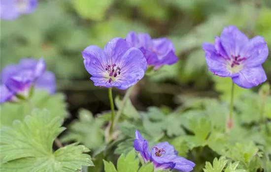 Storchschnabel 'Rozanne'®