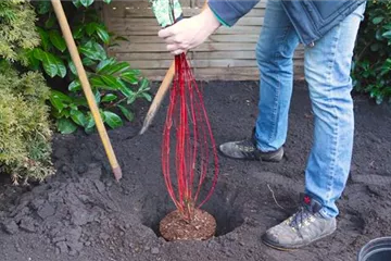 Hartriegel - Einpflanzen im Garten