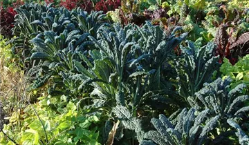 1A Garten Ammer
