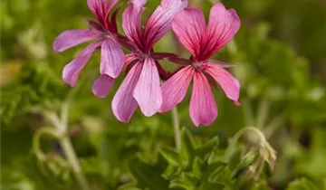 1A Garten Ammer