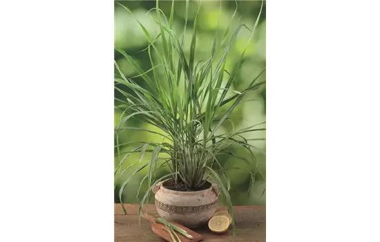 Zitronengras 'Tasty Lemon'