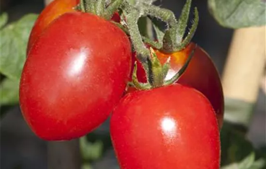 Eiertomate 'Roma'