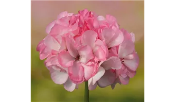 1A Garten Ammer