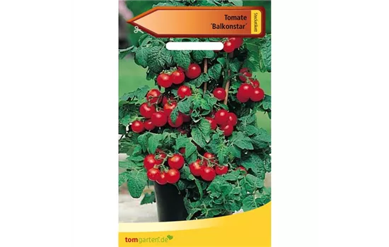 Buschtomate 'Balkonstar'