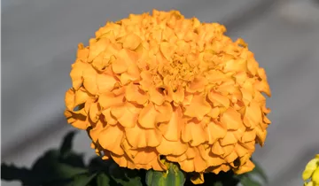 1A Garten Ammer