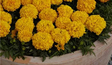 1A Garten Ammer