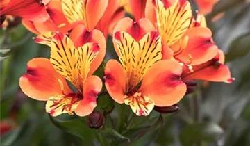 1A Garten Ammer