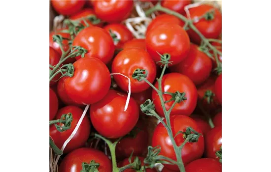 Tomate 'Picolino'