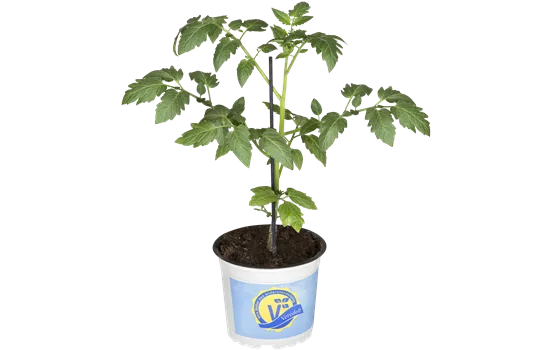 Datteltomate 'Mirado® Red'