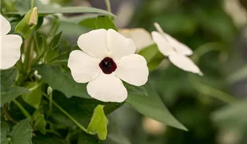 1A Garten Ammer