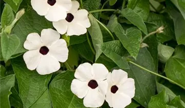 1A Garten Ammer
