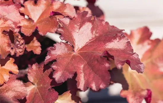 Purpurglöckchen Little Cuties 'Blondie'