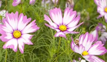 1A Garten Ammer