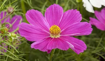 1A Garten Ammer