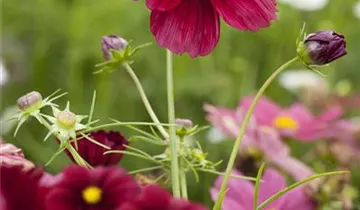 1A Garten Ammer