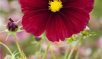 1A Garten Ammer