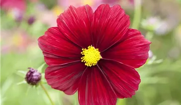 1A Garten Ammer