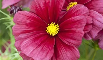 1A Garten Ammer
