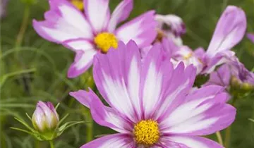 1A Garten Ammer