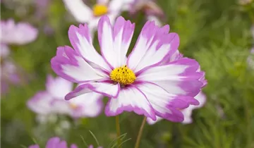 1A Garten Ammer