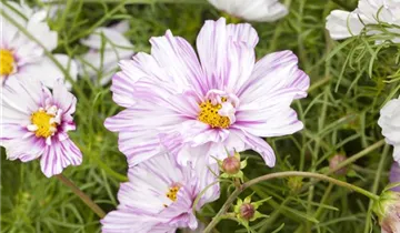 1A Garten Ammer