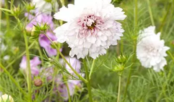 1A Garten Ammer