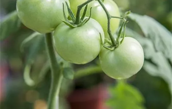 Tomate 'Phantasia'
