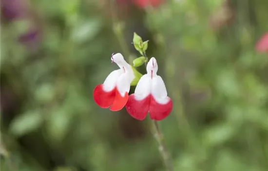 Johannisbeer-Salbei 'Hot Lips'