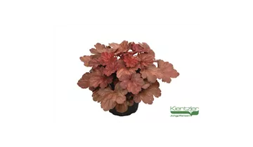 1A Garten Ammer