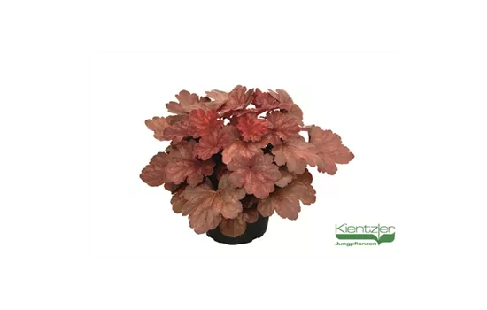 Garten-Purpurglöckchen 'Cherry Cola'®