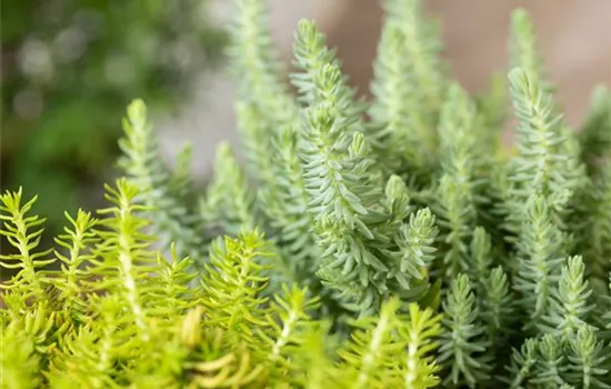 Sedum-Mix 'Elegans & Winter Lemon'