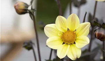 1A Garten Ammer