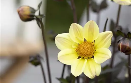 Einfach blühende Dahlie 'Happy Days Lemon'