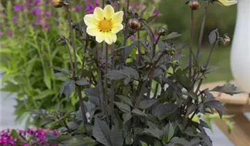 1A Garten Ammer