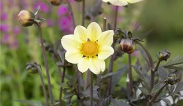 1A Garten Ammer