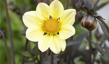 1A Garten Ammer