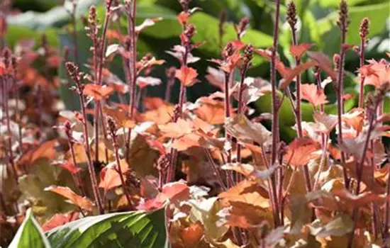 Purpurglöckchen 'Marmalade'(s)