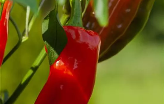 Snackpaprika 'Arwen'