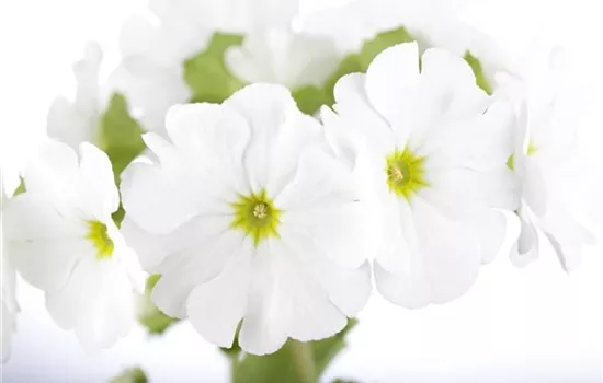 Frühlingsprimel 'Touch Me® White'
