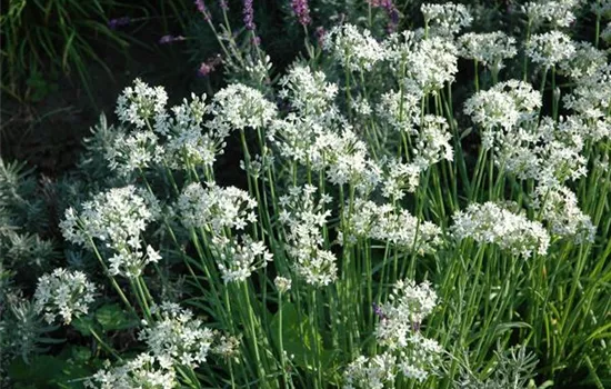 Schnittknoblauch 'Neko'