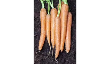1A Garten Ammer