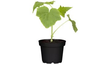 1A Garten Ammer