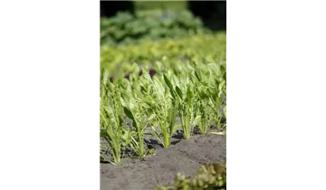1A Garten Ammer