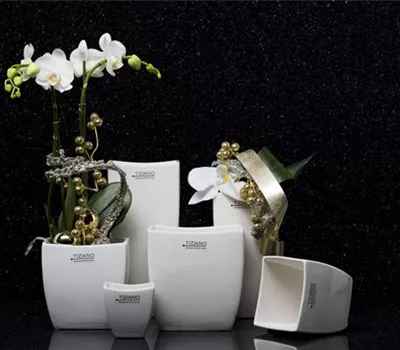 Kübel Silano creme