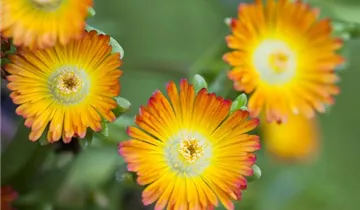 1A Garten Ammer
