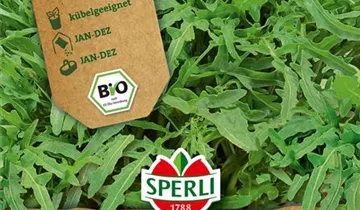 Bildvorschau