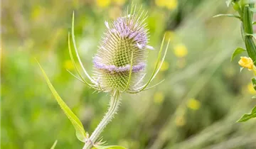 1A Garten Ammer