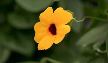 1A Garten Ammer