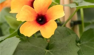 1A Garten Ammer